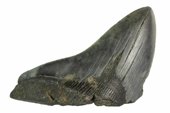 Partial Fossil Megalodon Tooth - South Carolina #125256